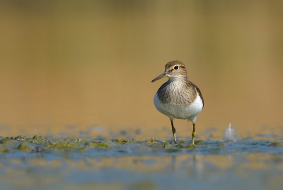 Aangepaste versie met links meer ruimte.

Origineel kunt u hier vinden: http://www.birdpix.nl/album_page.php?pic_id=361888