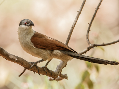 Normaal kom je deze coucal nog al eens tegen in Gambia, maar deze keer niet. Ik heb van hem toch enkele opnames kunnen maken.