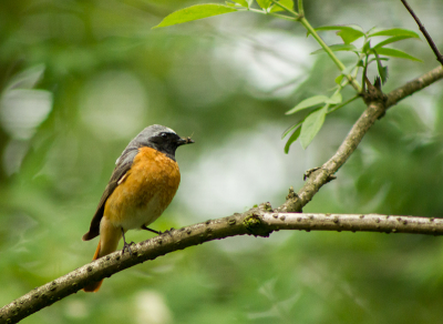 Persoonlijk vind ik dit 1 van de mooiste zangvogels van NL. Voor het eerst dat ik hem in het echt heb mogen aanschouwen. Een prachtvogel!