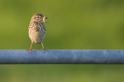 Gisteravond kon ik deze jonge Graspieper fotograferen.
Het werd gevoerd door de ouder die op de grond foerageerde. Stond er heel parmantig bij. Leuk gezicht!