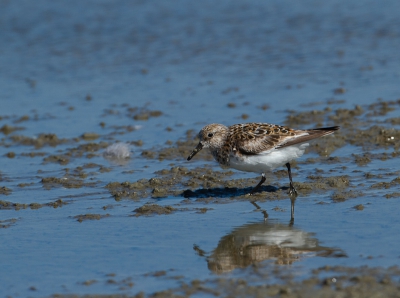 Eergisteren in een mooi weide en plas dras gebied geweest, ik waande me als jongen eind jaren 50 in de weilanden. Het gevoel de  sfeer en de vogelgeluiden en habitat geweldig, spotten we deze Kleine Strandloper.