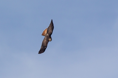 Speciaal voor Gerard Visser met wie ik ooit eens een leuke discussie gehad heb over de ondersoorten van deze Buizerd soort ;-)