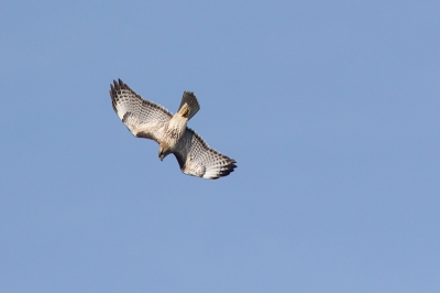 Speciaal voor Gerard Visser met wie ik ooit eens een leuke discussie gehad heb over de ondersoorten van deze Buizerd soort ;-)