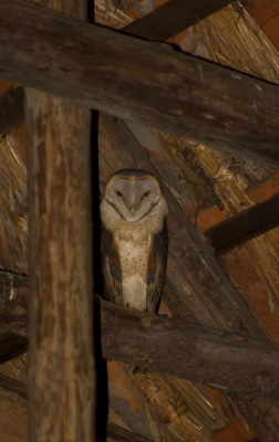 In Nederland hebben we onze uilen toch wel vreemde namen gegeven, Ransuil, Velduil, Kerkuil. De Engelsen hebben het daarentegen simpel gehouden, Long-eared Owl, Short-eared Owl en Barn Owl. Deze uil klikte ik in een boerenschuur van een vriend en zou de naam Schuuruil beter passen.