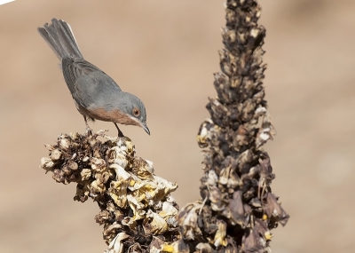 Baardgrasmussen die op armlengte van je komen zitten ... nog nooit meegemaakt. De vogels hadden net een lange tocht om de vleugels over de woestijn, en bij het bereiken van de eerste struiken en planten vergeten ze elke angst voor de mensen ... als er maar gegeten en gedronken kan worden.