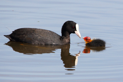 De meerkoet vind ik over het algemeen een saaie vogel om te fotograferen maar de jongen daarentegen zijn altijd erg kleurrijk!