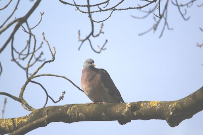 in de boom zag ik deze houtduif rustig zitten en had me camera klaar met 500 mm en heb er een foto van gemaakt. de omstandigheden waren redelijk en vond het leuk weer iets op foto te zetten wat makkelijker ging dan in hth.