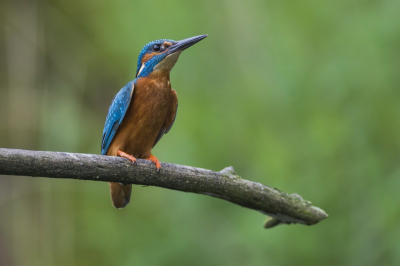 Ik heb het geluk gehad om samen met de makers van de film "de nieuwe wildernis" een tijdje bij de filmopnames van de film te mogen zijn.
Daarbij kreeg ikzelf de gelegenheid om deze foto te maken