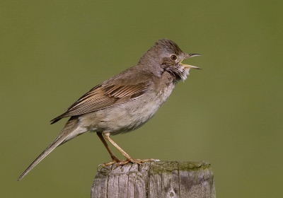 foto van pieterbj met selectief de vogel wat roder gemaakt (minder groen) mbv captureNX2