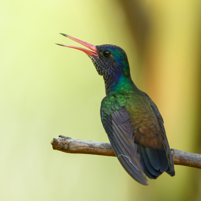 Het zijn leuke vogels om te fotograferen, een vlug en mooi zijn ze ook