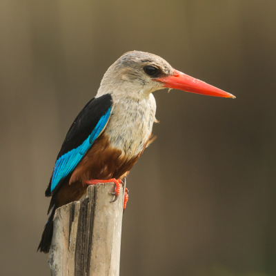 Hier nog eens een ijsvogel, ook een mooie soort, ook deze ben ik niet zoveel tegen gekomen.