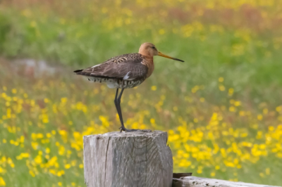Deze Grutto zat op deze sombere zondag mooi op paaltje.
Mijn eerste Birdpixfoto