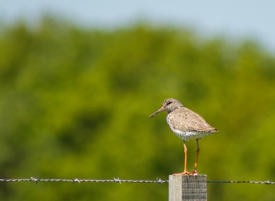 De tureluur broed het liefst dichtbij het nest van een Kievit om zo te profiteren van de technieken die de Kievit heeft om rovers op afstand te houden. Hier houd ie zelf de boel in de gaten vanaf een paaltje in de weide.