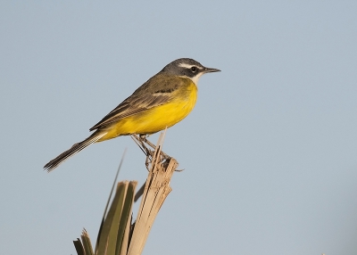 Het gaat hier om een Iberische Kwikstaart (Spanish Wagtail - Motacilla iberiae), maar kon deze niet terugvinden in het drop-out menu. Deze vogel kwam geregeld een klein vijvertje bezoeken, en na het drinken koos hij steeds hetzelfde takje om even alles rond hem te bekijken. Net voor zonsondergang.