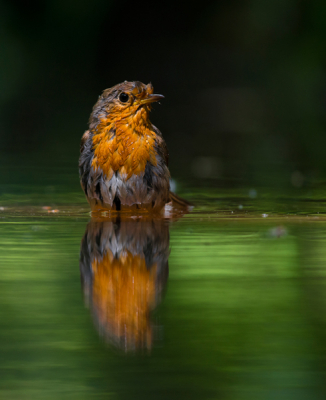 Wat is het toch altijd puur genieten als je getuige kan zijn van badderende vogels. Deze roodborst had er flink zin in!