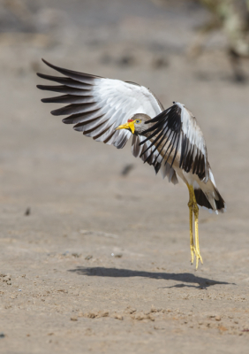 Van deze lapwing enkele leuke schots kunnen maken.