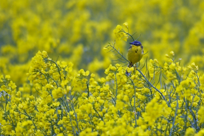 Op weg naar de enigste buitengaatse vogelhut, De Kiekkaaste, die Nederland rijk is rijd je door het Groningse landschap waar je heel veel ruimte en groene velden ziet. Het word af en toe onderbroken door kleurrijke koolzaadpercelen. Het waaide erg hard en we konden ook niet echt dichtbij komen maar vanuit de auto kon ik deze foto maken. Ik ben wel blij met deze gele rakker.