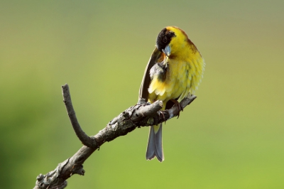 This Black-headed Bunting is very common in our backyard :). Maybe we have 2 or 3 pairs in nearest gardens. This male singing all day in front of the photo tower.