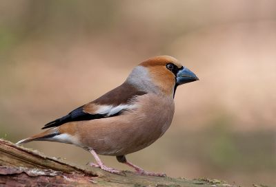 Voorlopig mn laatste appelvink foto. Heb helaas te weinig tijd om op pad te gaan. Maar wat was dit een prettige ontmoeting met deze prachtige vogel!