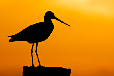 Heerlijke avond weg te Grutto's fotograferen, Ook deze wou in een heerlijk tegen licht wel even mooi poseren..