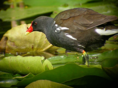 Waterhoen , gedigiscoopt met Nikon Coolpix 4500 en Swarovski AT80