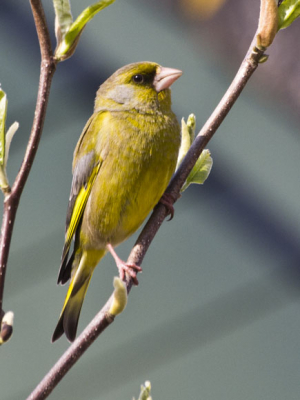 Groenling genomen in de tuin, moeilijk te benaderen
