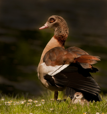 zat op de rand van het gras tegen het water aan, staart uitgewaaierd om de jongen schaduw te geven