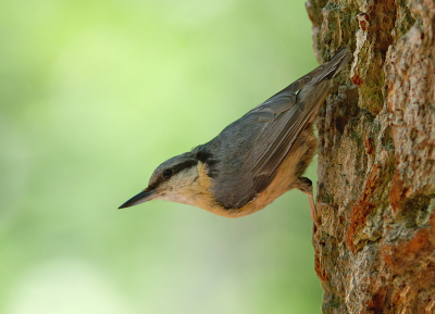 Deze boomklever was zeer actief. Lekker bezig om haar jongen te voeren met insecten. Op een wandeling met vrienden liep ik hier onverwachts bijna tegenaan...