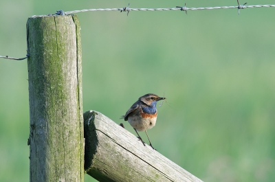 Maandagavond tijdens een rondje natuur ontdekt.
Zowel mannetje als vrouwtje was druk bezig met het voeren van hun kroost.
Bewust gekozen voor deze setting, weer eens wat anders dan zingend of op een paaltje.