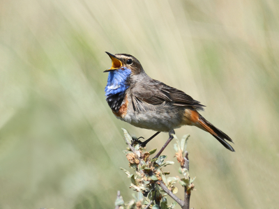 Gisteren heerlijk door de duinen bij egmond gestruind. De Blauwborsten en Kneuen lieten zich goed zien.