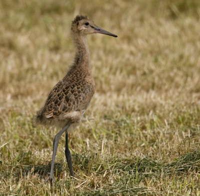 Deze "puber" trof ik aan op een pas gemaaid veld. De donsveren beginnen al aardig te verdwijnen.