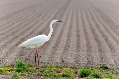 Deze Zilverreiger liep aan de rand van een akker en de ploegbanen in de zon op de achtergrond zijn goed zichtbaar.
Mooi gezicht.