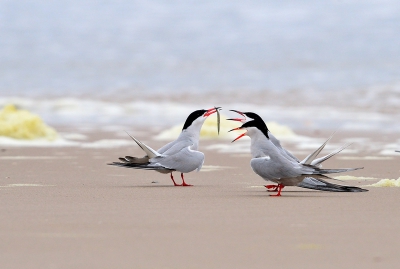 Een aantal visdiefjes vlogen op en landen dan min of meer op de zelfde plaats.Soms kwamen er dieren met vis terug wat de dieren op het strand  in grote opwinding bracht.
In een halfuur tijd was ik geleidelijk dichterbij gekropen,geen centje pijn....dacht ik.Tot dat er een vliegtuig van de strandwacht zeer laag over mij heen vloog....weg visdiefjes.
Ongeveer 10 min hiervoor is deze opname op een wat grotere afstand gemaakt.