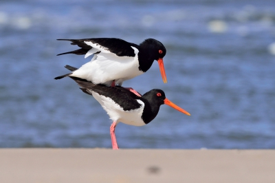 Deze Scholeksters waren overduidelijk een stelletje.
Rustend op het strand op vaak een poot,uitrekkend,ogen dicht ogen open. Plotseling ontstond er enige opwinding en het mannetje sprong met een grote hups op het vrouwtje.
Dat is een moment die je als fotograaf niet voorbij laat gaan. Althans: Liever niet.