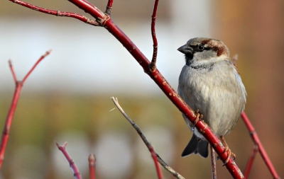 Deze mus is een van me eerste vogelmodel. Een mooie vogeltje om te oefenen met me instellingen van me camera.