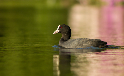 Het zonnetje scheen waardoor de weerkaatsing van de rododendron in het water mooi zichtbaar was. Dit vadertje was druk aan het heen en weer zwemmen van nest naar slootkant om de kleintjes van voedsel te voorzien, het was dus een kwestie van tijd dat ie door de bloemen van de rododendron heen zwom.