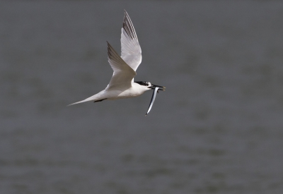 Ondanks het bewolkte weer toch een schitterende dag op Texel gehad. Ook bij de Grote Sterns was het weer genieten. Vind het nog steeds lastig om ze er scherp op te krijgen.      http://www.paul-natuurfoto.nl/
