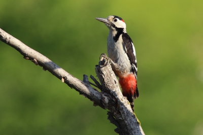 From the backyard in the garden. The situation was very lovely, every few minutes the woodpecker came in the front of the hide and drum on the branch to protect its territory.