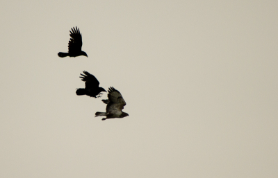 Een paar minuten hiervoor zaten ze alledrie nog ontspannen op paaltjes. Totdat de buizerd opvlieg, toen zetten de kraaien de aanval in.