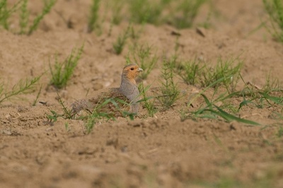Tijdens rondje door het Buggenumse Veld kwam ik maar liefst drie koppels Patrijzen tegen. Doet vermoeden dat de vrouwtjes nog niet op de eieren zitten. Heeft dat iets met de lange winter en het koude voorjaar te maken? Op de foto een haan die een zandbad neemt (let op het zand op zijn rug).