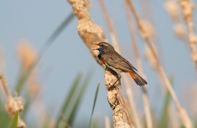 Toch maar een upload van de Blauwborst, ik vond deze wel sterk met het riet en de blauwe achtergrond.