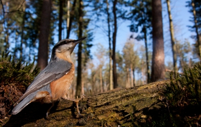 Heb al een keer een vergelijkbare foto geplaatst. 
Deze had ik nog liggen en die vind ik persoonlijk iets leuker vanwege de houding van de vogel.