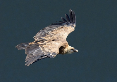 Schitterend om een keer mee te maken, deze vogels langs en onder je door vliegend te zien.