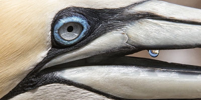 Zes heerlijk dagen doorgebracht bij de 51.000 broedparen Jan-van-genten op Bonaventure island. Deze Jan-van-gent had een druppel in de bek waarin het blauw van de oogring prachtig reflecteerde. Twee extenders en een extension tube gebruikt.