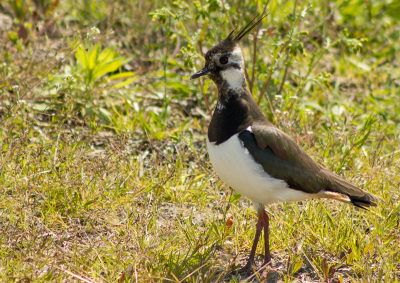 De naam Kievit is een klanknabootsing van de roep van deze gekuifde plevier. De Friese naam Ljip is mogelijk verwant met een Oudgermaanse vorm (laipiz), die kuif betekent. Lapwing is afgeleid van het geluid "lapping" dat ze maken tijdens het vliegen. Grappig hoe de benaming per taal zo z'n eigen reden heeft.