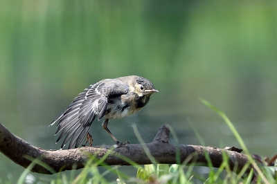 Deze jonge Kwikstaart bleek net uitgevlogen en is beland op het grasveld van natuurpark Eijsder-Beemden nabij Oost-Maarland. Moeders was niet verweg en voederde regelmatig bij. Foto is genomen liggend uit de hand.