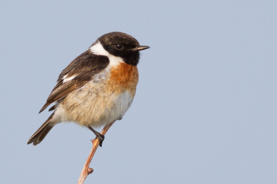 De roodborsttapuit is hier geregeld te horen en te zien maar is niet makkelijk te fotograferen. Na een uur wachten kreeg ik hem eindelijk voor mijn lens.