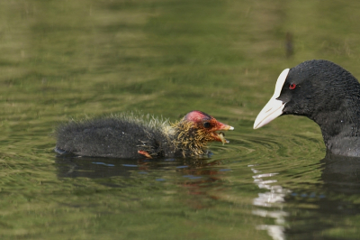 Deze jonge meerkoet wilde maar niet snappen dat deze larve tot zijn lunch hoorde.
Van monopad aan de slootkant.