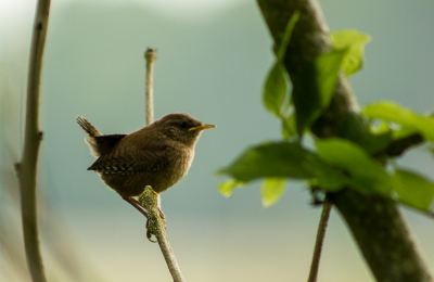 De dichte begroeiing is een goede schuilplaats voor de vogeltjes. Je hoort ze wel maar je ziet ze niet. Gelukkig voor mij ging deze winterkoning heel even "vrij" zitten.