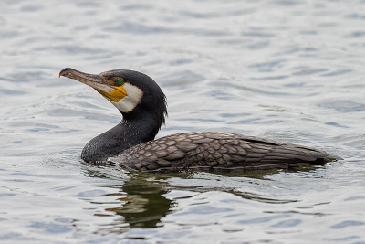 Deze aalscholver was zijn kolonie even ontvlucht, van achter een kijkscherm zijn deze vogels mooi te fotograferen.